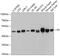 Fumarate Hydratase antibody, 19-795, ProSci, Western Blot image 