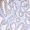 ADP Ribosylation Factor 4 antibody, LS-C353895, Lifespan Biosciences, Immunohistochemistry frozen image 