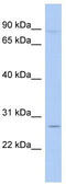 TLE Family Member 4, Transcriptional Corepressor antibody, TA330275, Origene, Western Blot image 