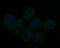 Stathmin 1 antibody, NBP2-76906, Novus Biologicals, Immunocytochemistry image 