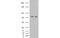 Amylase Alpha 2A (Pancreatic) antibody, MBS831410, MyBioSource, Western Blot image 