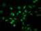 Eukaryotic Translation Initiation Factor 1 antibody, M04125-1, Boster Biological Technology, Immunofluorescence image 