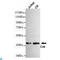 C-Terminal Src Kinase antibody, LS-C812928, Lifespan Biosciences, Western Blot image 