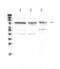 Activated Leukocyte Cell Adhesion Molecule antibody, PA5-78755, Invitrogen Antibodies, Western Blot image 