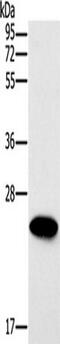 ES Cell Expressed Ras antibody, TA351164, Origene, Western Blot image 