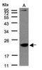 Transmembrane Protein 147 antibody, NBP1-32112, Novus Biologicals, Western Blot image 