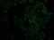 Moesin antibody, GTX54327, GeneTex, Immunofluorescence image 