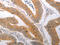 Phospholipid Phosphatase 2 antibody, CSB-PA293075, Cusabio, Immunohistochemistry paraffin image 