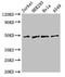 GA Binding Protein Transcription Factor Subunit Beta 1 antibody, LS-C678019, Lifespan Biosciences, Western Blot image 