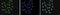 Histone Cluster 4 H4 antibody, NBP2-59260, Novus Biologicals, Immunofluorescence image 