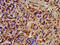 Heat Shock Protein 90 Alpha Family Class B Member 1 antibody, CSB-PA00109A0Rb, Cusabio, Immunohistochemistry paraffin image 