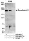 Synaptojanin 2 antibody, A303-962A, Bethyl Labs, Immunoprecipitation image 