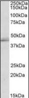 TIA1 Cytotoxic Granule Associated RNA Binding Protein Like 1 antibody, orb137623, Biorbyt, Western Blot image 