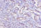 Cathepsin K antibody, orb241208, Biorbyt, Immunohistochemistry paraffin image 