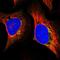 Mitochondrial Ribosomal Protein S5 antibody, HPA055765, Atlas Antibodies, Immunofluorescence image 