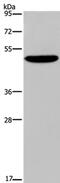 Nectin Cell Adhesion Molecule 4 antibody, PA5-50463, Invitrogen Antibodies, Western Blot image 