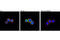 TANK Binding Kinase 1 antibody, 5483T, Cell Signaling Technology, Immunocytochemistry image 