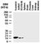 Baculoviral IAP Repeat Containing 5 antibody, NB100-56167, Novus Biologicals, Western Blot image 