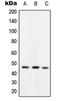 RAD52 Homolog, DNA Repair Protein antibody, orb214491, Biorbyt, Western Blot image 