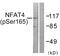 Nuclear Factor Of Activated T Cells 3 antibody, LS-C199312, Lifespan Biosciences, Western Blot image 