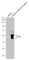 Serpin Family A Member 5 antibody, GTX113795, GeneTex, Western Blot image 