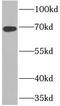 Formin Binding Protein 1 Like antibody, FNab08852, FineTest, Western Blot image 