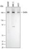 APE antibody, AF5345, R&D Systems, Western Blot image 