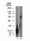 Tripartite Motif Containing 29 antibody, V2508-100UG, NSJ Bioreagents, Flow Cytometry image 