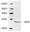 Geminin DNA Replication Inhibitor antibody, LS-B13667, Lifespan Biosciences, Western Blot image 