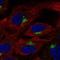 Colony Stimulating Factor 2 Receptor Beta Common Subunit antibody, NBP2-76540, Novus Biologicals, Immunofluorescence image 