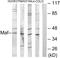 MAF BZIP Transcription Factor antibody, LS-B13325, Lifespan Biosciences, Western Blot image 