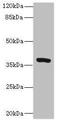 Transmembrane Protein 64 antibody, CSB-PA023868LA01HU, Cusabio, Western Blot image 