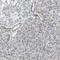 Selenium Binding Protein 1 antibody, HPA011731, Atlas Antibodies, Immunohistochemistry frozen image 