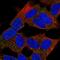 Tumor Suppressor Candidate 1 antibody, HPA051426, Atlas Antibodies, Immunocytochemistry image 
