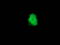 Protein Phosphatase, Mg2+/Mn2+ Dependent 1G antibody, TA502232, Origene, Immunofluorescence image 