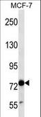 TLE Family Member 4, Transcriptional Corepressor antibody, LS-C161913, Lifespan Biosciences, Western Blot image 