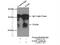 Glutamate Decarboxylase 1 antibody, 10408-1-AP, Proteintech Group, Immunoprecipitation image 