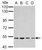 SRY-Box 30 antibody, NBP2-20457, Novus Biologicals, Western Blot image 