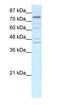 Eomesodermin antibody, orb329568, Biorbyt, Western Blot image 