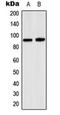 Sp1 Transcription Factor antibody, orb224007, Biorbyt, Western Blot image 
