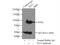 Transducin-like enhancer protein 3 antibody, 11372-1-AP, Proteintech Group, Immunoprecipitation image 