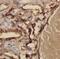 Lactotransferrin antibody, FNab04674, FineTest, Immunohistochemistry paraffin image 