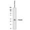 Prolactin antibody, AF682, R&D Systems, Western Blot image 