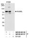 NUMB Like Endocytic Adaptor Protein antibody, NB100-88137, Novus Biologicals, Immunoprecipitation image 