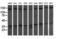 Mitogen-Activated Protein Kinase Kinase 3 antibody, LS-C787764, Lifespan Biosciences, Western Blot image 