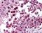 TOR antibody, 48-936, ProSci, Immunohistochemistry frozen image 