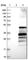 Atypical Chemokine Receptor 2 antibody, HPA013819, Atlas Antibodies, Western Blot image 