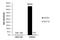 Histone Cluster 4 H4 antibody, NBP2-42863, Novus Biologicals, Chromatin Immunoprecipitation image 