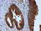 Cystatin C antibody, NBP2-01875, Novus Biologicals, Immunohistochemistry paraffin image 