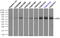 Lipase G, Endothelial Type antibody, TA501016, Origene, Immunoprecipitation image 